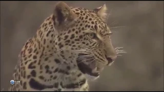 Хайвонхои Африки  Леопарды Мир дикой природы.  Документальный фильм 1