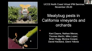 26th IPM Seminar #7: Mealybug Pests in California Vineyards & Orchards w/Kent Daane