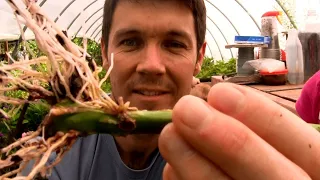 How to Grow Roses from Cuttings Fast and Easy | Rooting Rose Cuttings with a 2 Liter Bottle #shorts