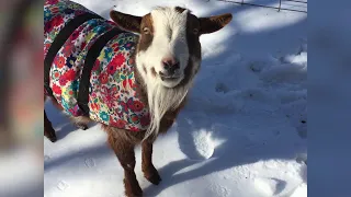 Connecticut Couple Speaks Out After Bear Attacks, Kills Their Goats