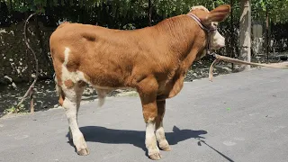 💥 Simmental Bull 💥  3 Oylik Simmental Buqachalar  Zo'ri ABROR UZ DA  Boladi 😎