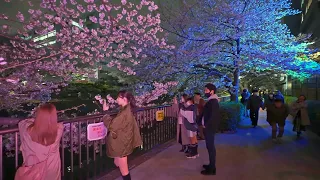 4K・ Night Tokyo Sakura at Meguro River・4K HDR