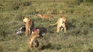 Hyenas harassing lionesses flee at the sight of a male lion