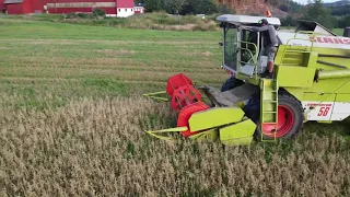 Claas 56 dominator harvest 2021