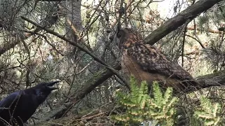 Uhu wird von Kolkraben angegriffen - Eagle owl attacked by Raven