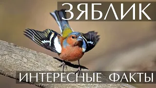 Зяблик - интересные факты (Фото, Видео, Голос птицы)