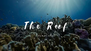 The Reef - Underwater Wildlife Short Film