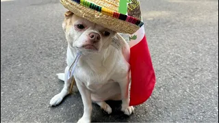 Mexican parade in New York  🇺🇸