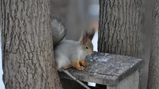 Гуляем по Самаре/Парк Гагарина /часть 2