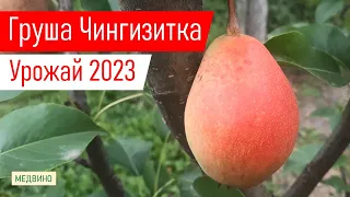 Мимо этой груши ни проходит никто_Поздняя груша Чингизитка: обзор и урожай 2023