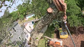 Cutting down big live oak with bucket truck