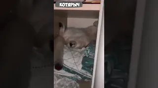 ПРИКОЛЫ С КОТАМИ и КОШКАМИ😹 СМЕШНЫЕ ЖИВОТНЫЕ😂😻👍 #21