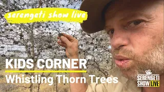 KIDS CORNER -  Whistling Thorn Trees