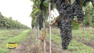 Vigneto meccanizzato, grazie al PSR Veneto