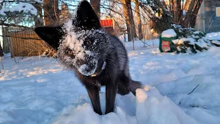 Waking the foxes up at -12°f weather!