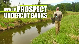 How To Fly Fish: Prospecting Undercut Banks on a Brown Trout Stream with Terrestrials & Streamers