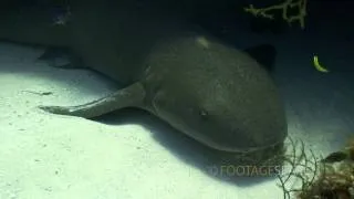 Nurse Shark