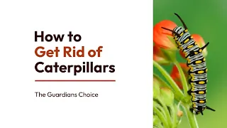 3 Ways to Get Rid of Caterpillars | How to Get Rid of Caterpillars | The Guardians Choice