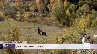 "ნაკურთხი" თივა - ქარელში საძოვრები საპატრიარქომ იყიდა და ბერები ბალახს ყიდიან