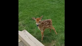 A Little Fawn Speaks Up!