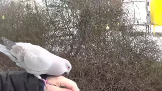 Collared Doves X Laughing Dove and Racing Pigeon hybrid