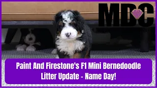 Paint And Firestone's F1 Mini Bernedoodle Litter Update - Name Day!