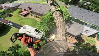 REMOVING 2 TREES IN THE BACK YARD