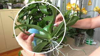 Как я поднимаю цветоносы орхидеям / Орхидея Лиодора удивляет/Орхидея Лас Вегас/Орхидея Бэби Фейс