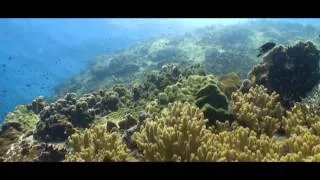 Trevally fish documentary