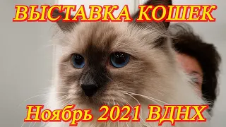 Москва. Ноябрь 2021. ВДНХ. Выставка кошек. Часть 1. Сибирские кошки, корниш рекс,  шотландские и др.