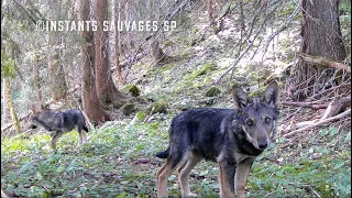 Spécial loups année 2021 - instants sauvages SP 2021-11-06