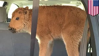 Baby bison killed: Yellowstone Park bison calf euthanized because tourists put it in SUV - TomoNews
