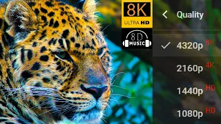 Creatures of Planet Earth in 8K VIDEO ULTRA HD with 8D Relaxing Music | 8K Visual 8D Audio