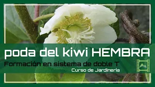 Poda de formación en una planta de 🥝 KIWI HEMBRA ♀ [v 66] Curso básico de Jardinería 2021 | LdN