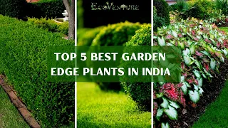 Most Commonly Used Edge Plants In India | Best Plants For  Garden Edge Or Border