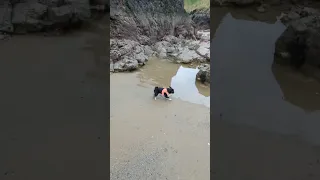 IRISH🍀 ocean walk with a PUG🐶❤️ #puppy #dog #pug #love #mops #fun #cute #irish #beach #walking