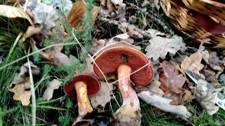 Ноябрь. Продолжаем ездить за грибами. Лес Forêt de Senart