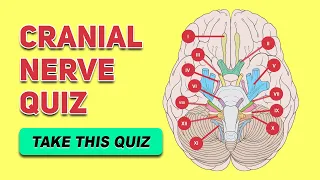 Cranial Nerve Quiz | Human Anatomy and Physiology