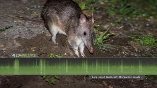 Long-nosed Bandicoot Sounds - The squeak calls of a bandicoot in the Australian bush.