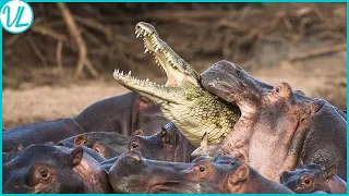 This Is Why Crocodiles Are Afraid Of Hippos | Hippo vs Crocodile