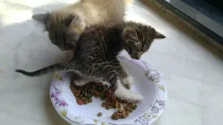 Adopted Kitten STARVES Sitting in Plate, Blocks Brother's Meal!