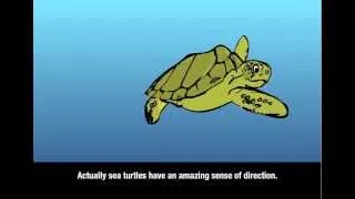 Sea Turtles and Rising Sea Levels Vignette — Closed Captioning