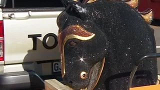 An estimated $10M worth of cocaine found in horse head