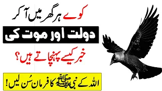 Kaway Zindagi Or Dolat Ka Ishara Dety Hain | The amazing history of the crow | Islamic Teacher