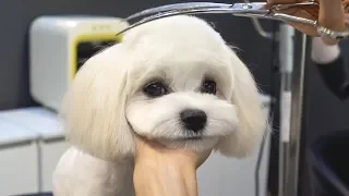 Dog Pet Maltese Grooming.
