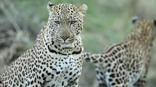 MATING LEOPARDS