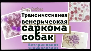 Трансмиссивная венерическая саркома собак