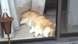 Waking up a sleeping corgi