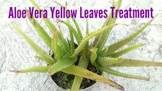 Yellowing of Aloe Vera Plant ( Causes & Solutions)