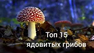ТОП 15 самых ядовитых грибов в мире